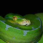 Morelia Viridis 5