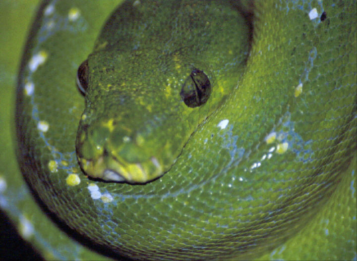 Morelia viridis