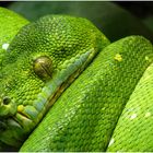 Morelia viridis