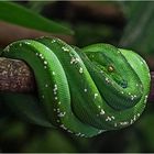 Morelia viridis