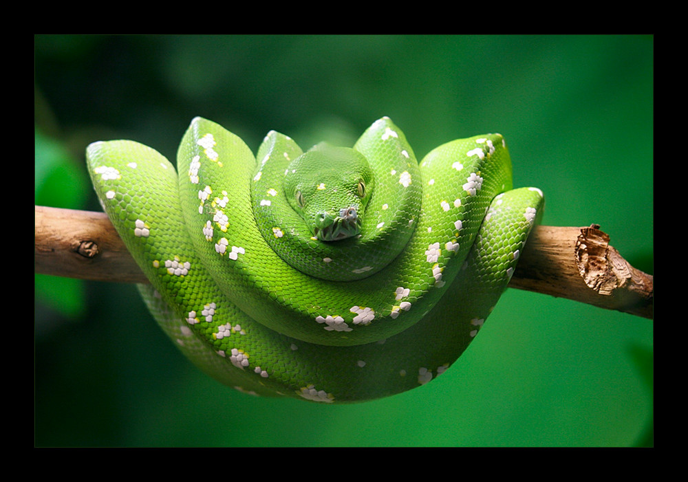 Morelia viridis