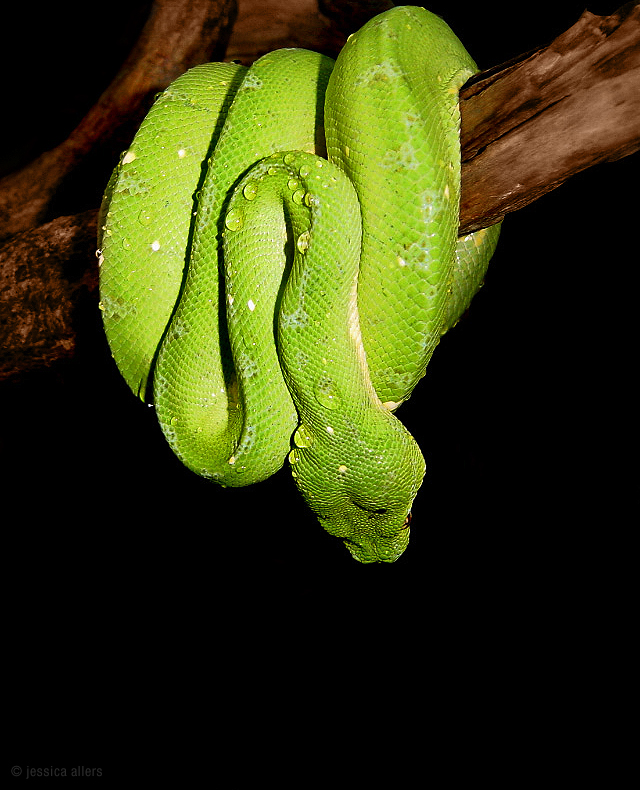 Morelia viridis