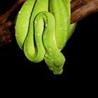 Morelia viridis