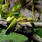 Morelia viridis