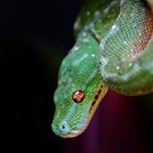 Morelia viridis