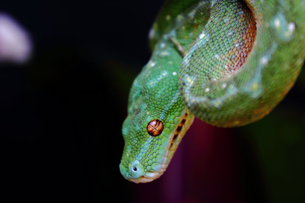 Morelia viridis