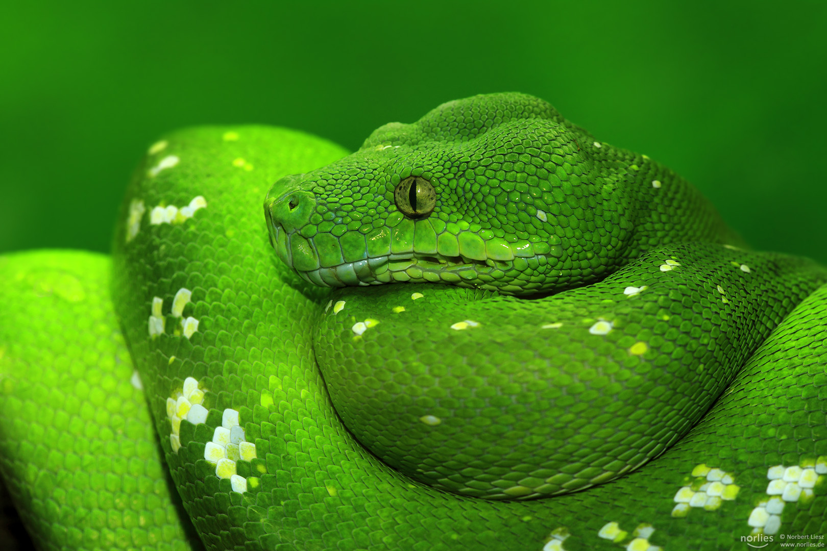 morelia viridis