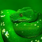 morelia viridis