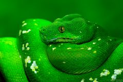 morelia viridis