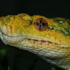 morelia viridis