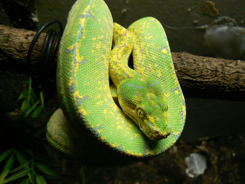 Morelia viridis