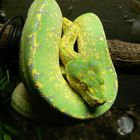 Morelia viridis