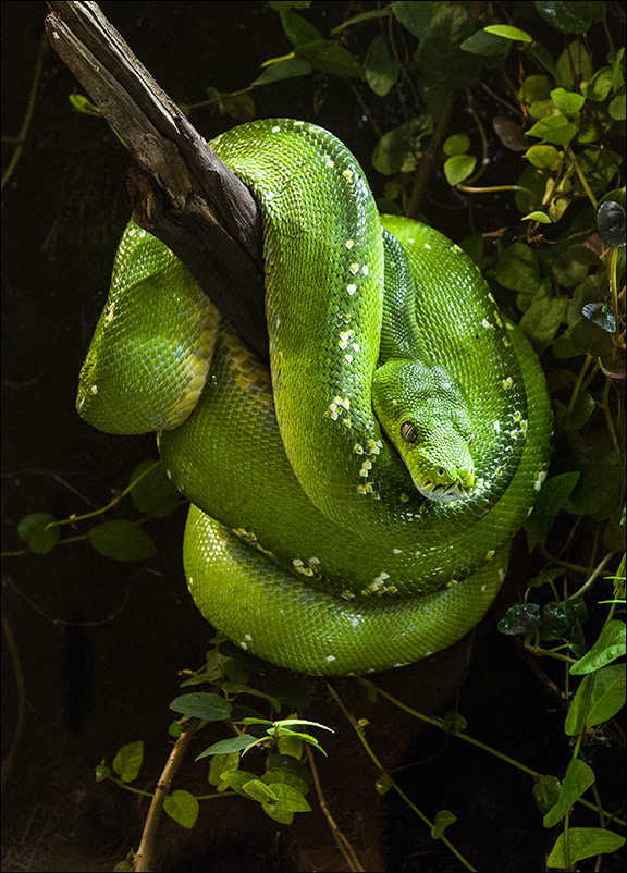 Morelia viridis