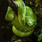 Morelia viridis