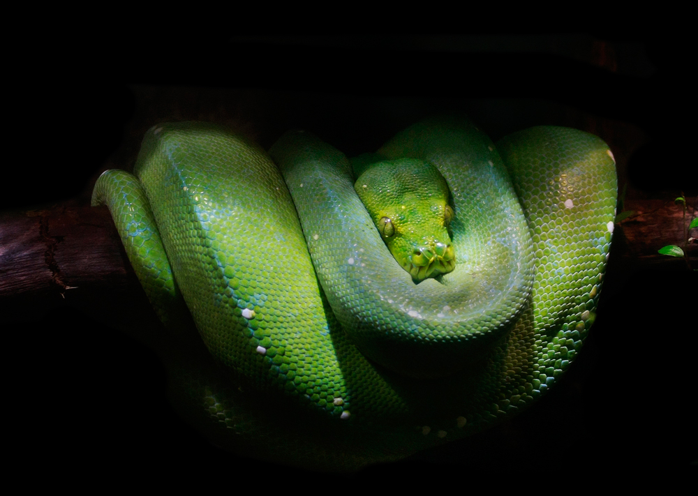 Morelia viridis...