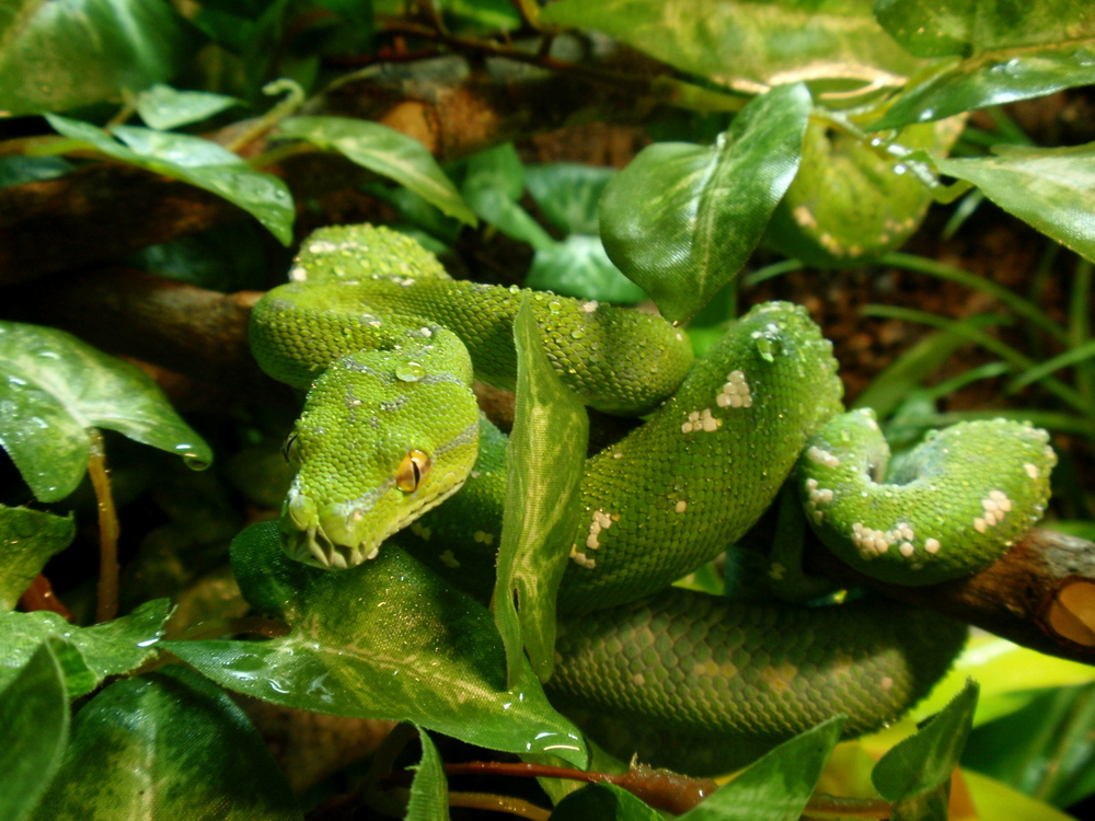 Morelia Viridis Aru 0.1