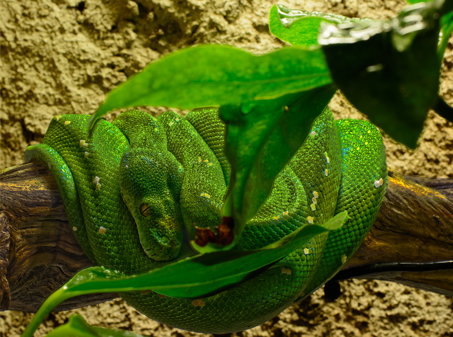 Morelia viridis "Aru"