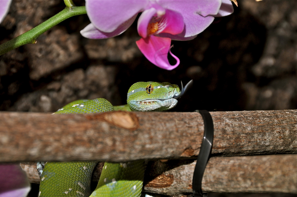 Morelia Viridis Aru