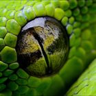 Morelia viridis Auge