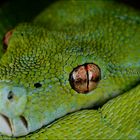 Morelia viridis