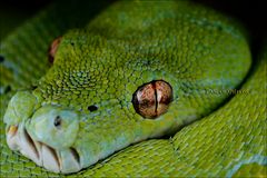 Morelia viridis