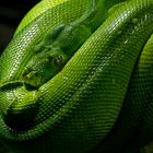 Morelia Viridis