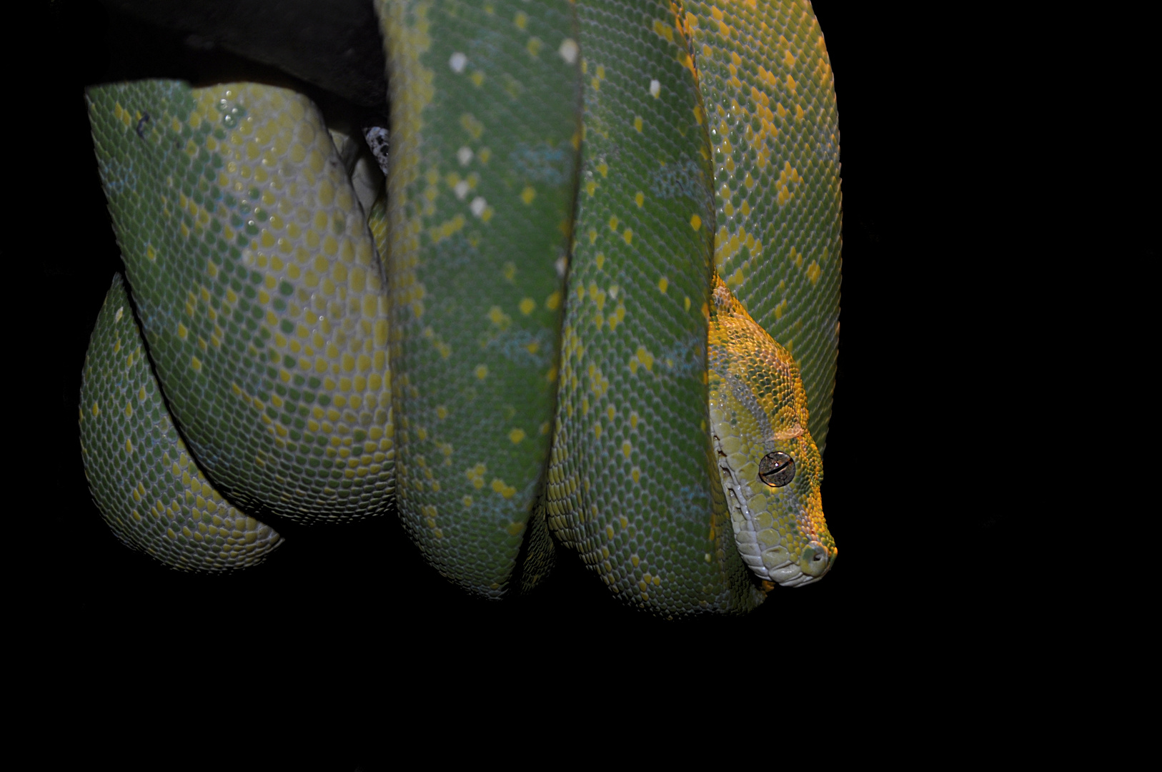 Morelia viridis