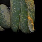 Morelia viridis