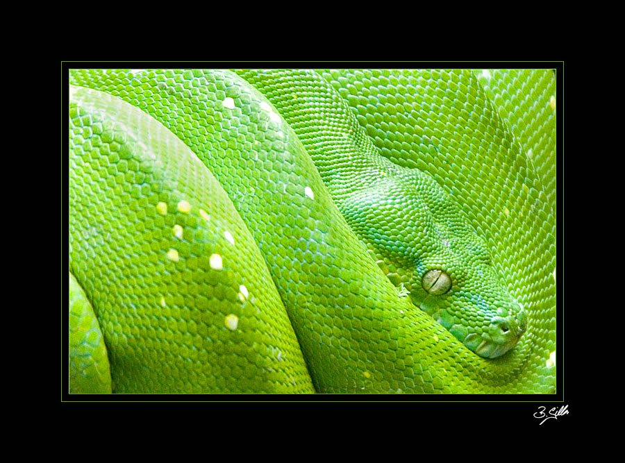 morelia viridis