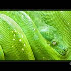 morelia viridis