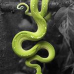 Morelia Viridis