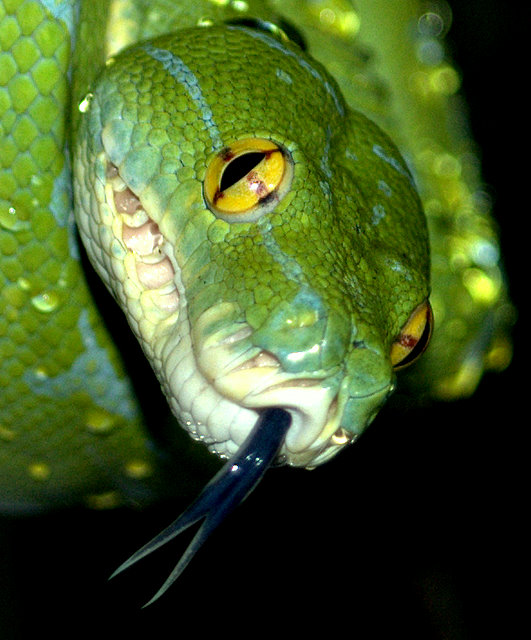 Morelia viridis Grüner Baumpython