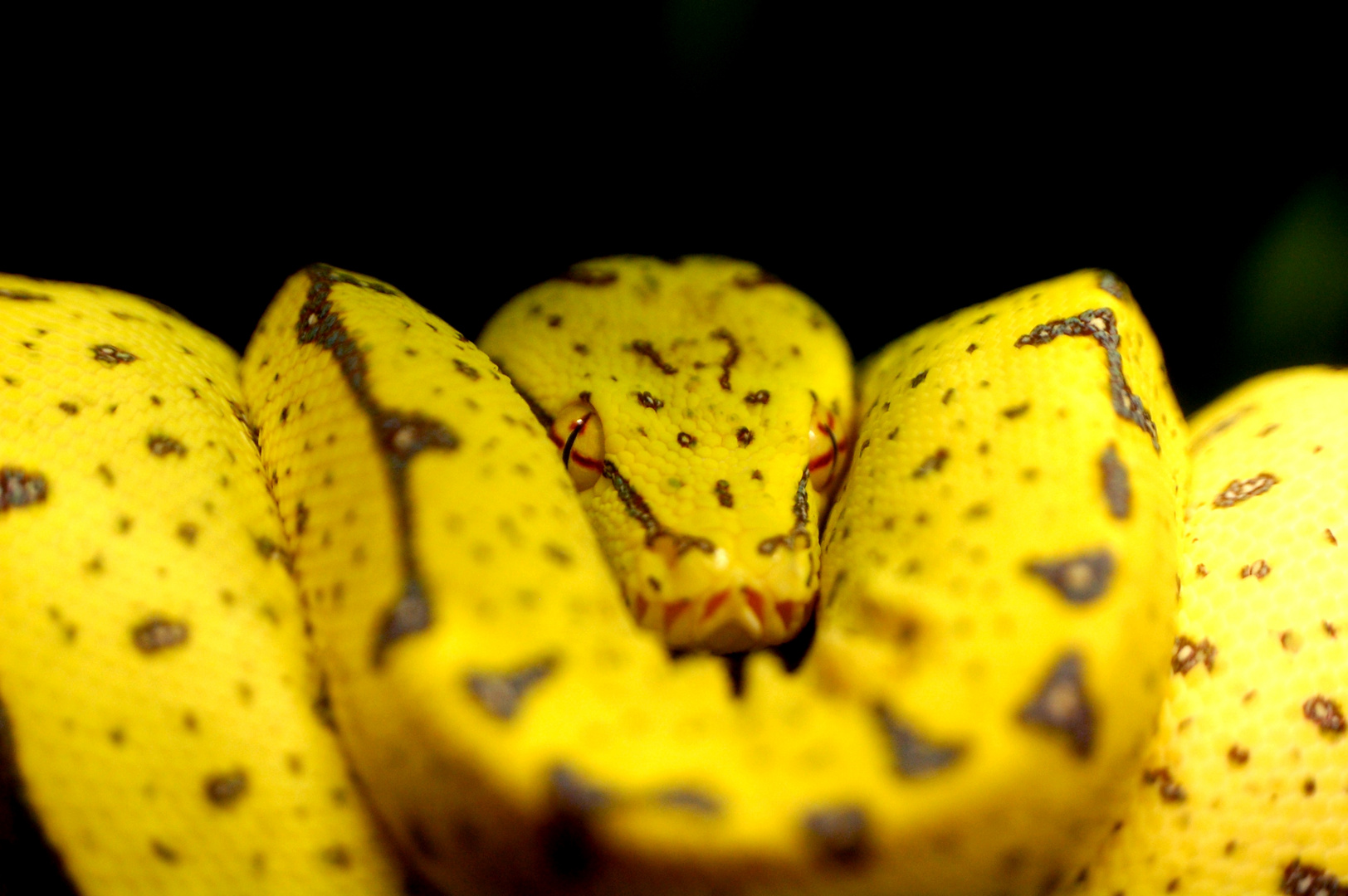 Morelia viridis ( Grüner Baumpython )