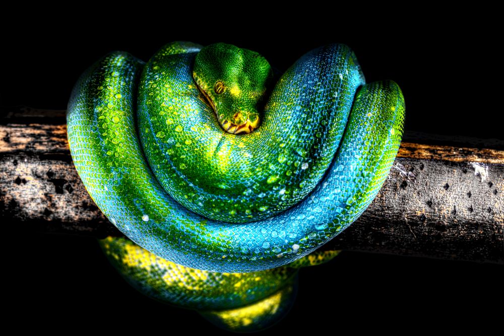 Morelia Viridis, Grüner Baumpython HDR