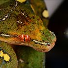 Morelia viridis (Grüner Baumpyton) Portrait