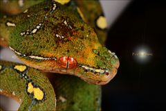 Morelia viridis (Grüner Baumpyton) Portrait