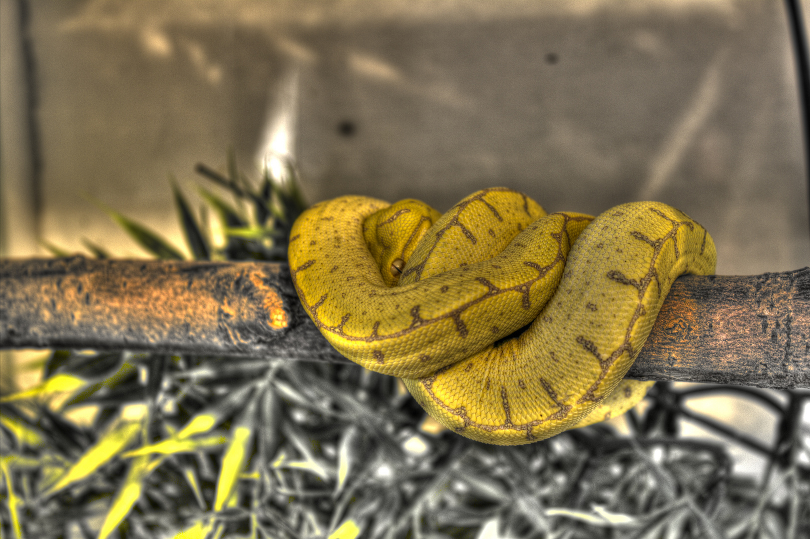 Morelia viridis HDR