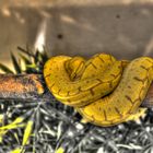 Morelia viridis HDR