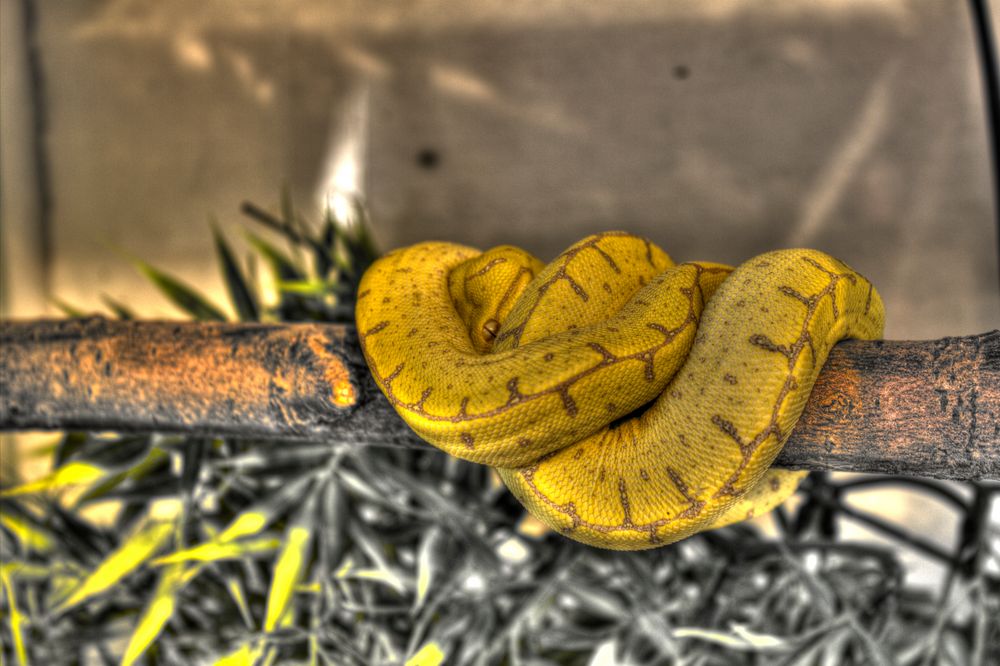 Morelia viridis HDR