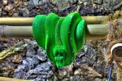 Morelia viridis HDR