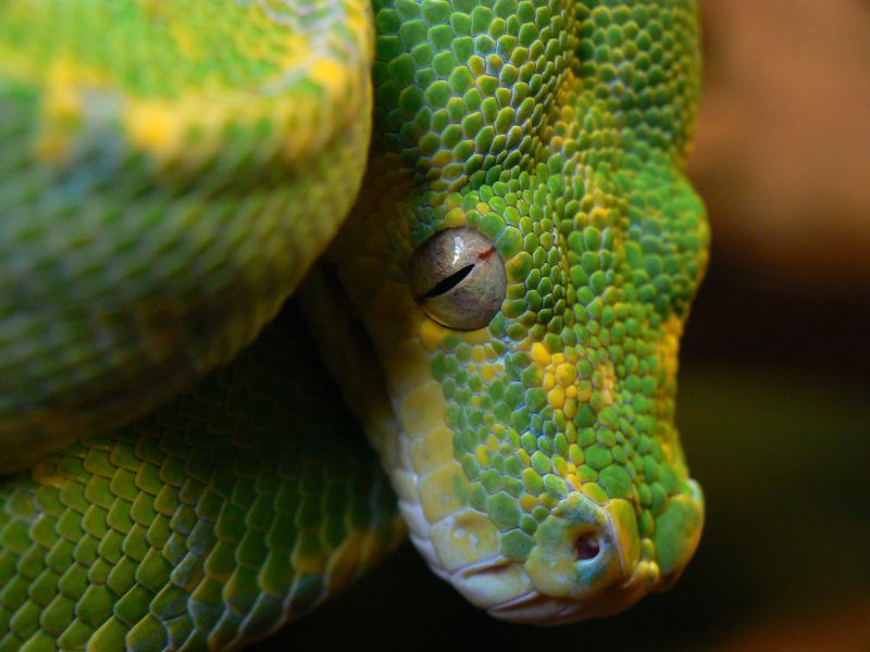 Morelia viridis (High Yellow)