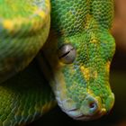 Morelia viridis (High Yellow)