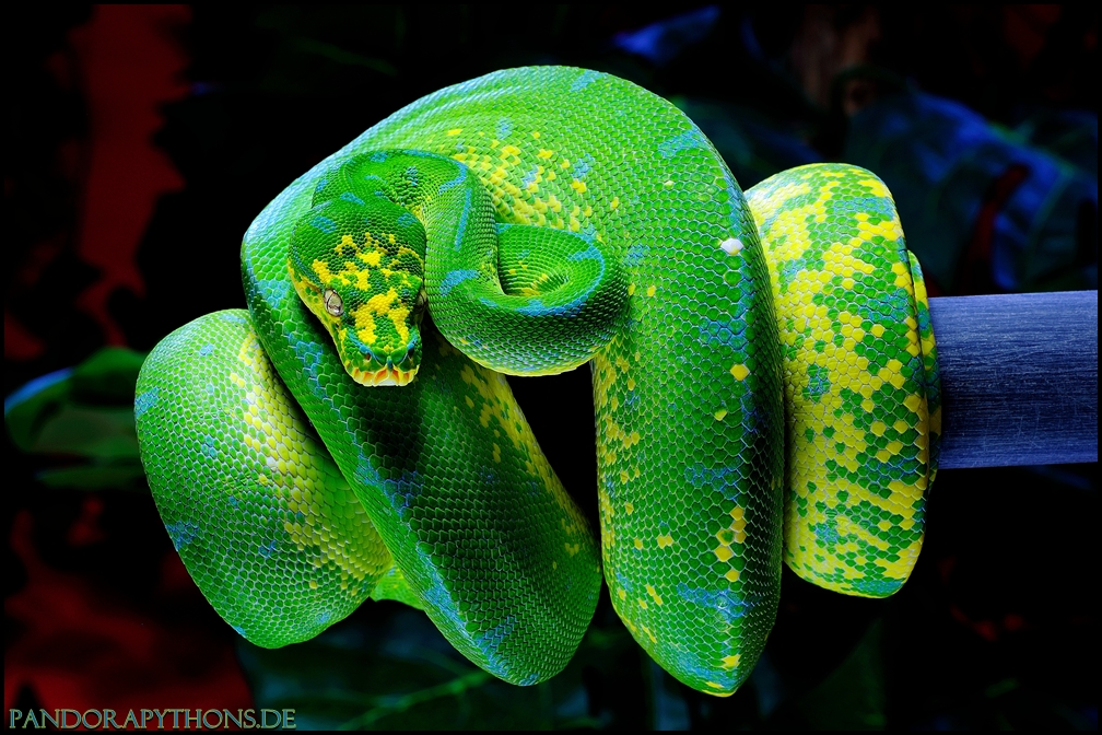 Morelia viridis High Yellow Blue Line 2