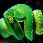 Morelia viridis High Yellow Blue Line 2