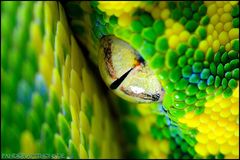 Morelia viridis High Yellow Blue Line