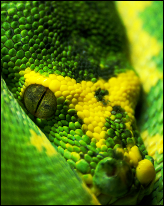 Morelia viridis I