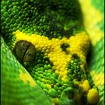 Morelia viridis I