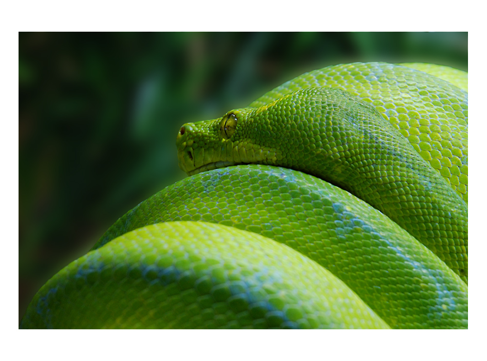 *Morelia viridis II* - Schlange