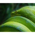 *Morelia viridis II* - Schlange