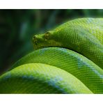 *Morelia viridis II* - Schlange